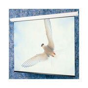 Draper Targa projection screen 3.38 m (133") 16:9