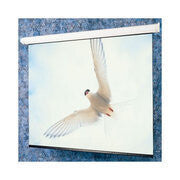 Draper Targa projection screen 2.79 m (110") 16:9